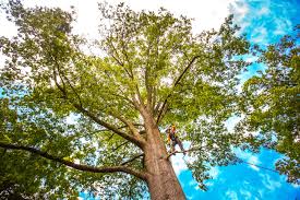 Best Storm Damage Tree Cleanup  in Sesser, IL