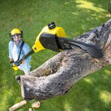 Best Tree Removal  in Sesser, IL