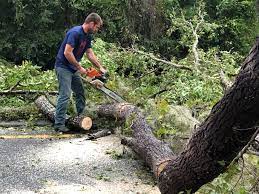 Best Hazardous Tree Removal  in Sesser, IL