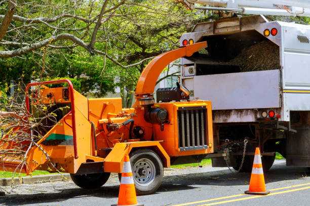 Why Choose Our Tree Removal Services in Sesser, IL?