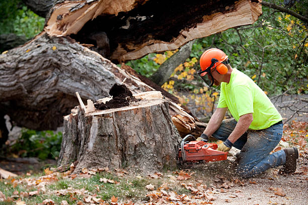 Best Tree Disease Treatment  in Sesser, IL